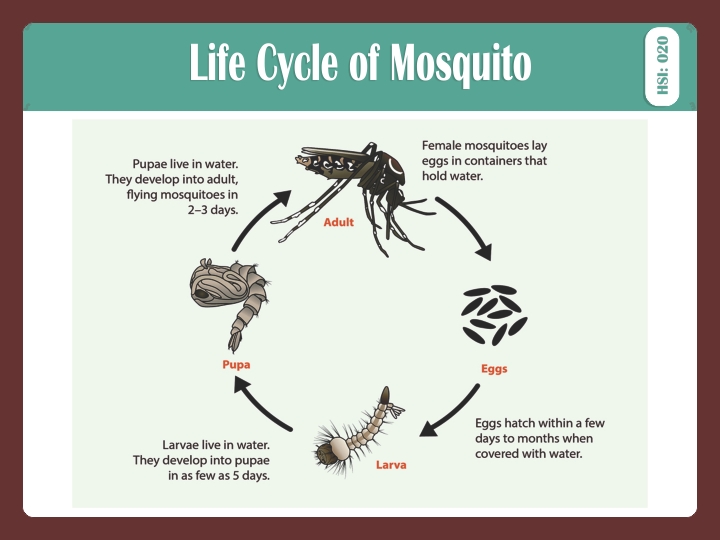 LIFE CYCLE OF MOSQUITO
